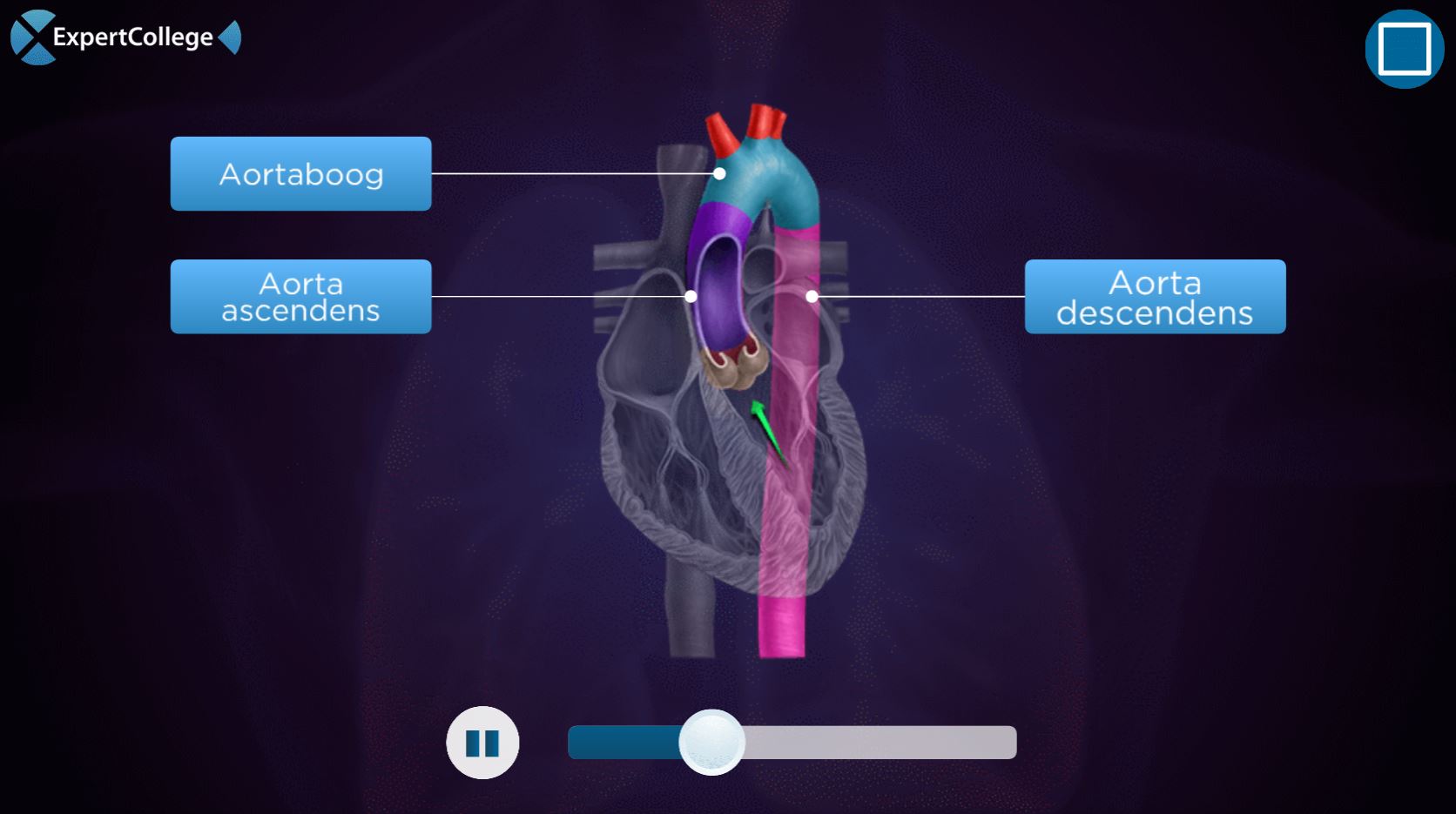 aorta